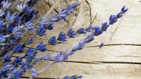 Nolte Glasnische LAV Motiv "Lavender"
